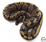 1 (2).jpg