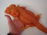 red-bearded-dragon-for-sale-450x338.jpg