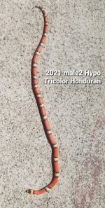 2021Hypotricolorm22.jpg