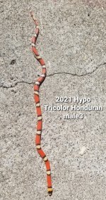 2021HypotriM3.jpg