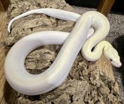 ivory.jpg