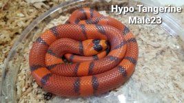 HypoTangMale23tipping.jpg