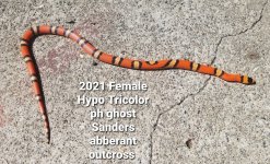 NEWSandersf2.jpg