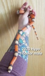 2020Hypo male.jpg