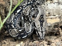 2021 Sonoran Boa - female - mine - 08082022 1.jpg