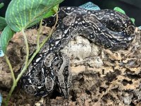 2021 Sonoran Boa - female - mine -3.jpg