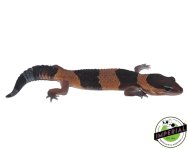 african-fat-tail-gecko-banded-for-sale.jpg