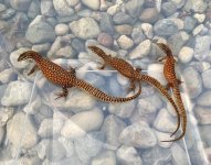 AckieTrio1_IMG_3479.jpg