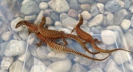 AckieTrio2_IMG_3480.jpg