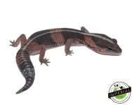 african-fat-tail-geckos-stripe-for-sale.jpg