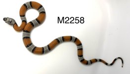 D04EEA8A-F12F-4DE4-9919-55BD99D023C1.jpg