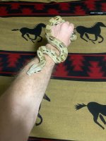 Normal boa.jpg