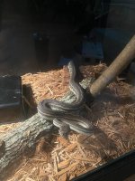 Striped Bredli.jpg