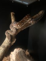 66% Genetic Stripe Bredli .jpg