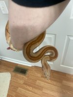 Jungle Super Hypo Boa.jpg