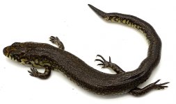 reticulated diving.jpg
