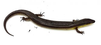 Malgasy dving skink.jpg