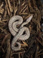 T+ Albino Male 2022 CRB.jpg