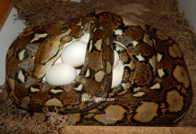 female on eggs 3.jpg
