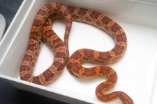 TH Snow ScalelessA.jpg