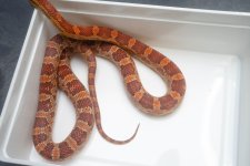 TH Snow ScalelessB.jpg