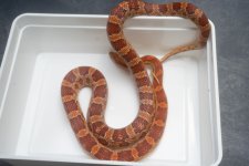 TH Snow ScalelessC.jpg