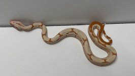 male sunglowjungle motley1.jpg