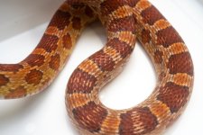 TH Snow ScalelessD.jpg