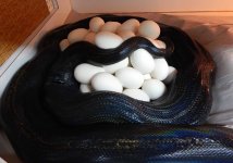 female and eggs.jpg