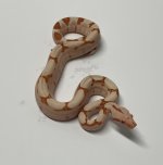 sunglowflamingojunglefemale1.jpg