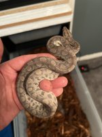 2021 Anery CRB Female .jpg