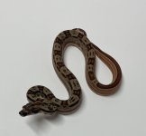 female motley flamingo hypo het kahl1.jpg