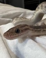 Anery 2021 Female CRB.jpg