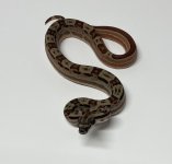 female motley flamingo hypo het kahl.jpg