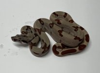 female flamingo hypo het kahl1.jpg