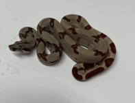female flamingo hypo het kahl.jpg