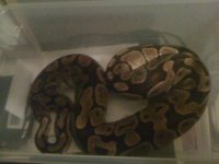 2300 gram 2.JPG