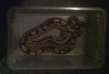 1100 gram.JPG