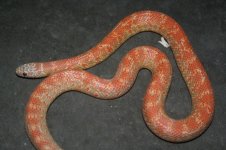 hybino FL king.jpg