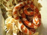 IMG_3145-2.jpeg