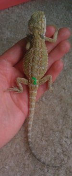 IMAG0782-1.jpg