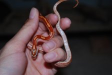 Pets 138.jpg