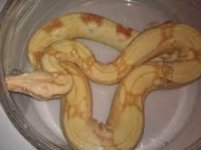 pastel boa.jpg