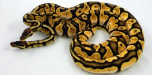 Pastel calico 9.jpg