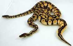 Pastel calico 8.jpg