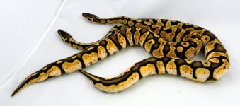 Pastel calico 7.jpg