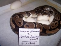 2011 Clutch #2 (Mom on eggs).jpg