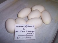 2011 Clutch #2 (Eggs alone).jpg