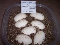 2011 Clutch #2 ( Eggs in Vermiculite).jpg