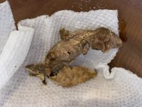 thumbnail_IMG_2115.jpg